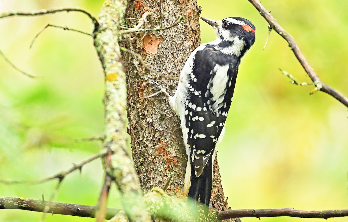 Hairy Woodpecker - ML624150146