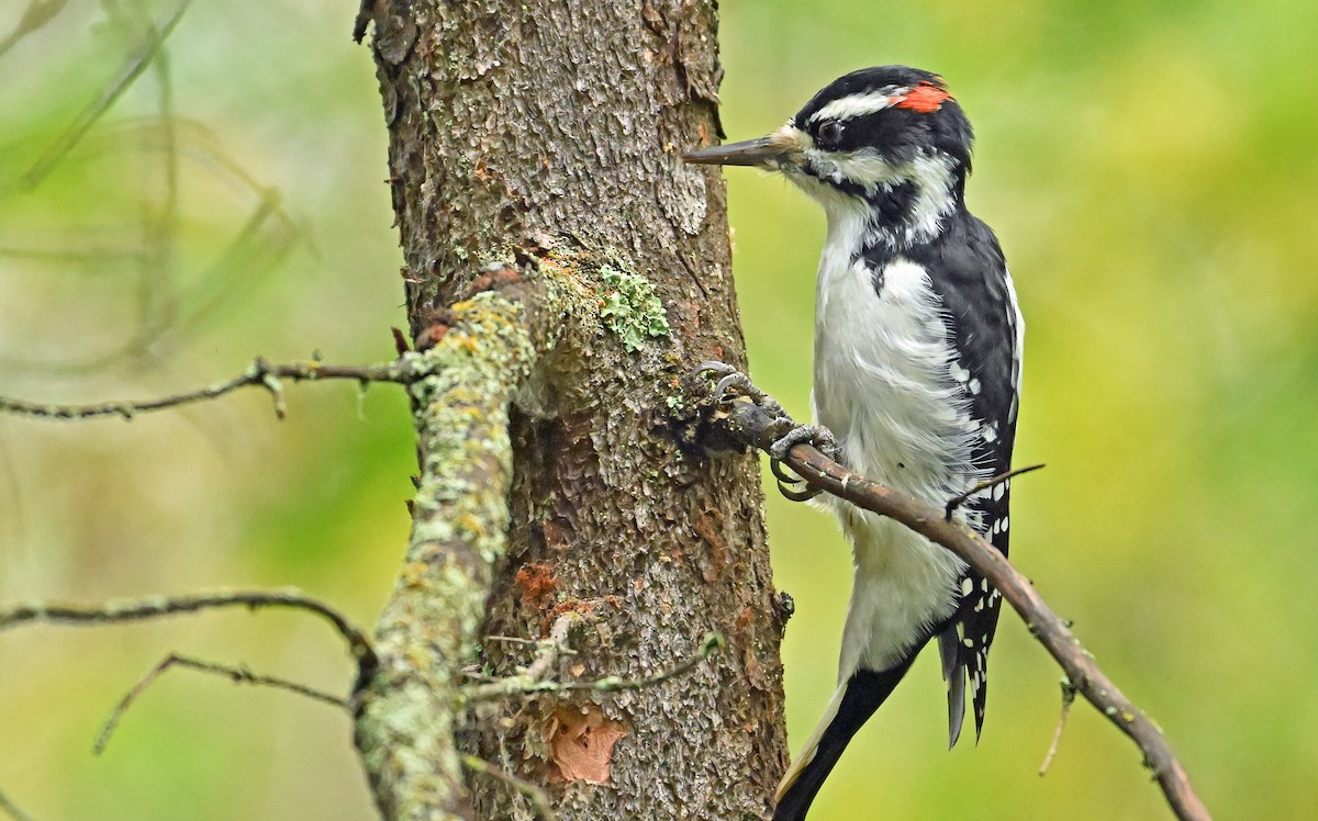 Hairy Woodpecker - ML624150147