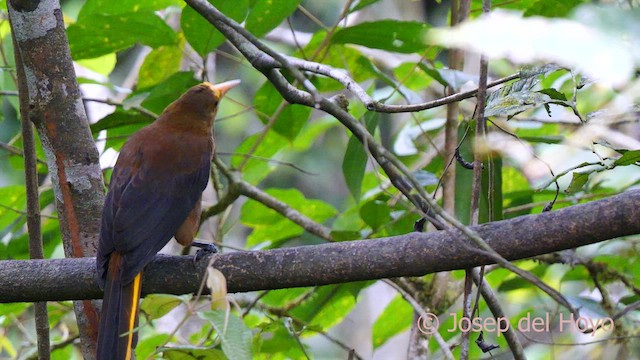 Russet-backed Oropendola (Russet-backed) - ML624150175