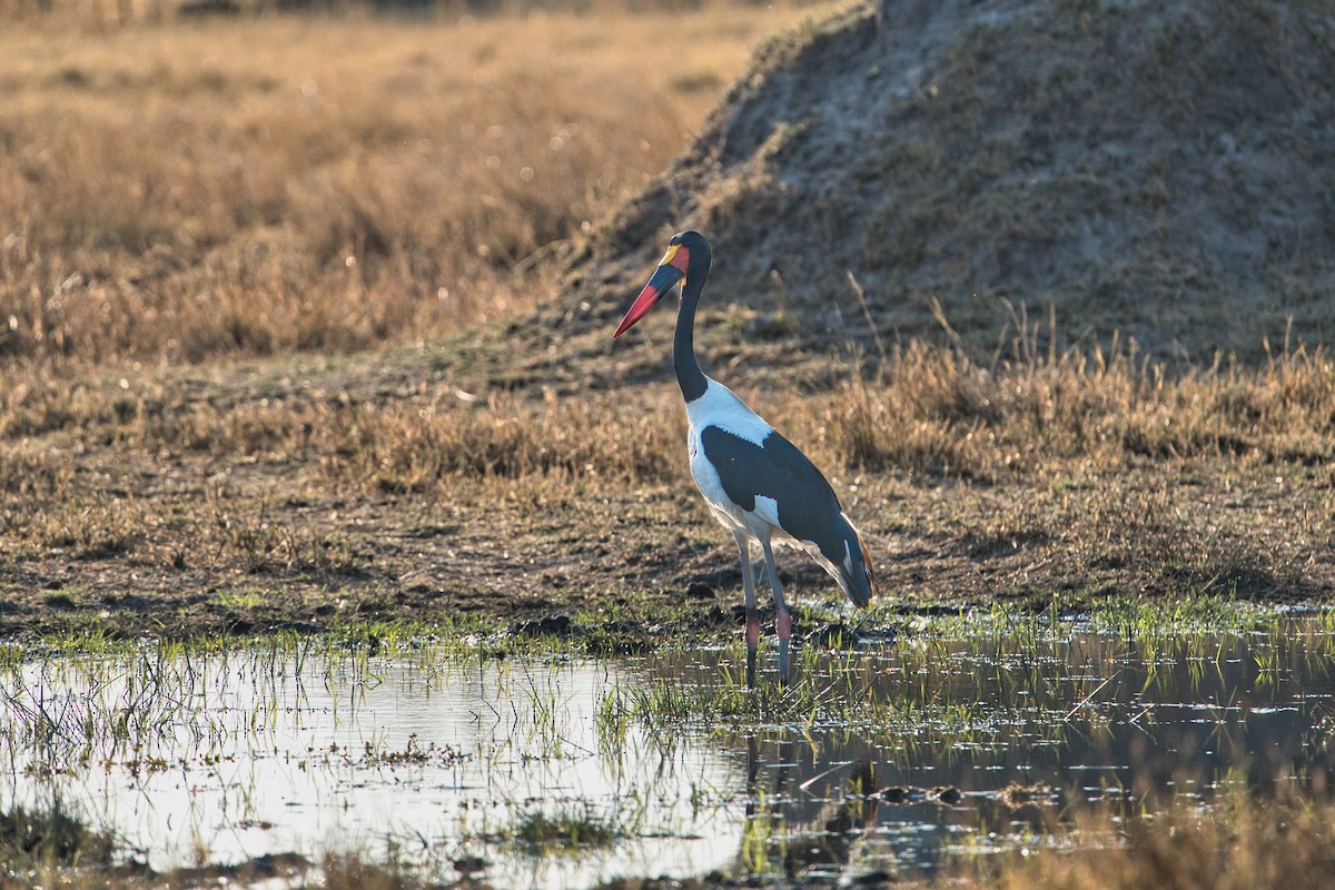 Jabiru d'Afrique - ML624150177