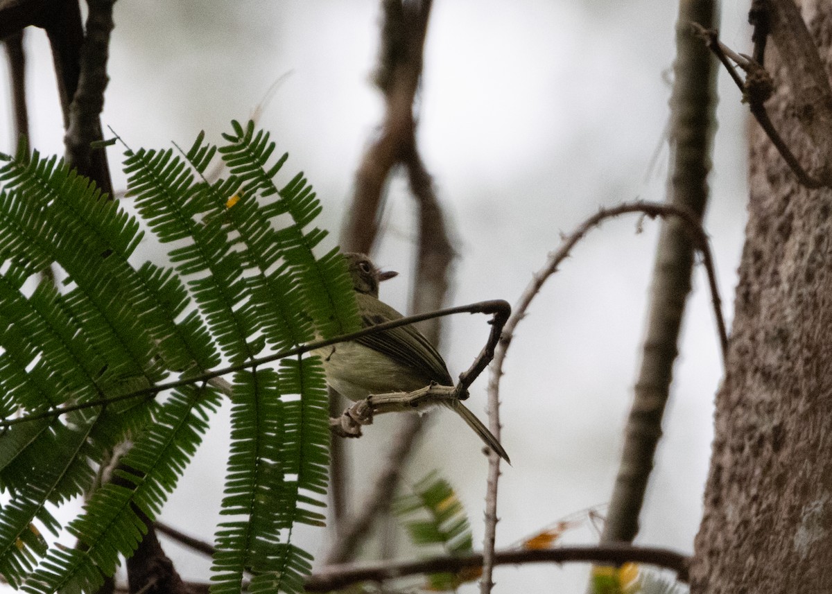Long-crested Pygmy-Tyrant - ML624150192