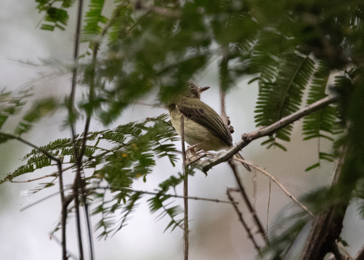 Long-crested Pygmy-Tyrant - ML624150193