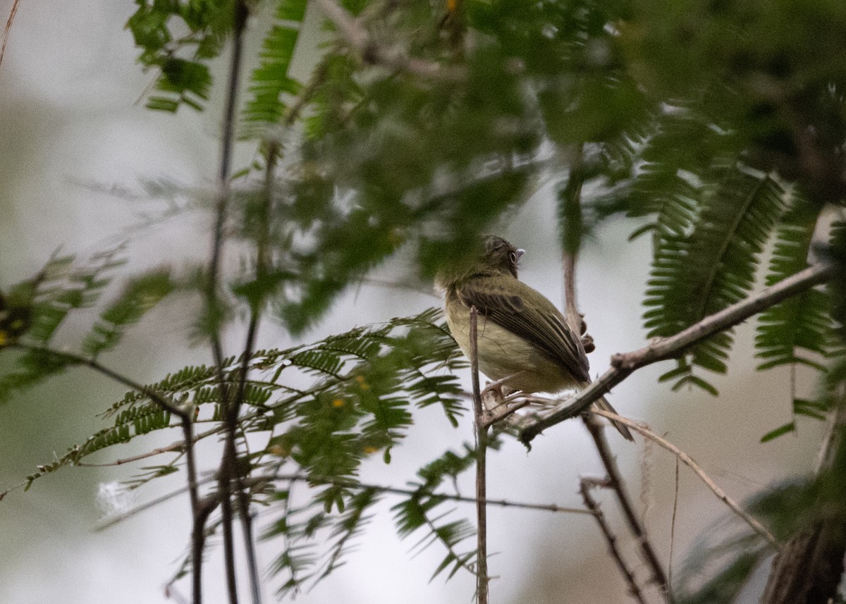 Long-crested Pygmy-Tyrant - ML624150194