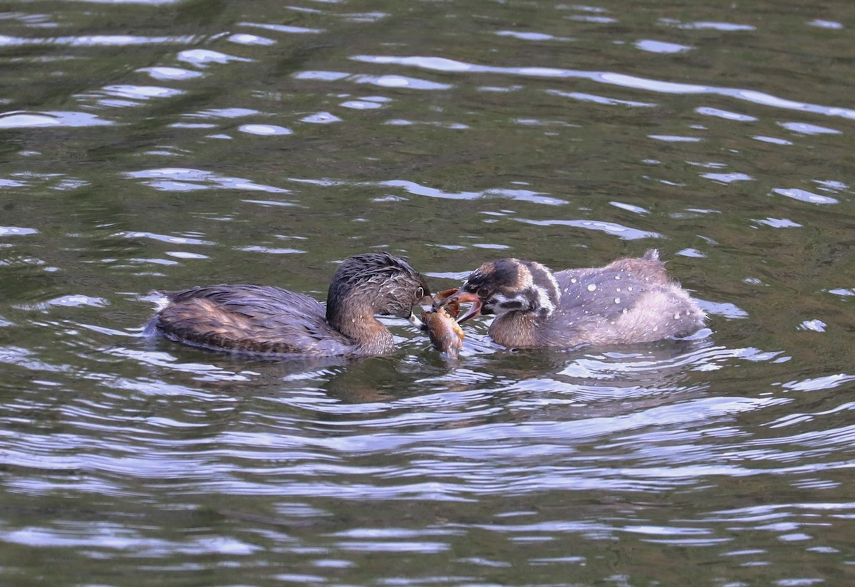 Pied-billed Grebe - Pair of Wing-Nuts