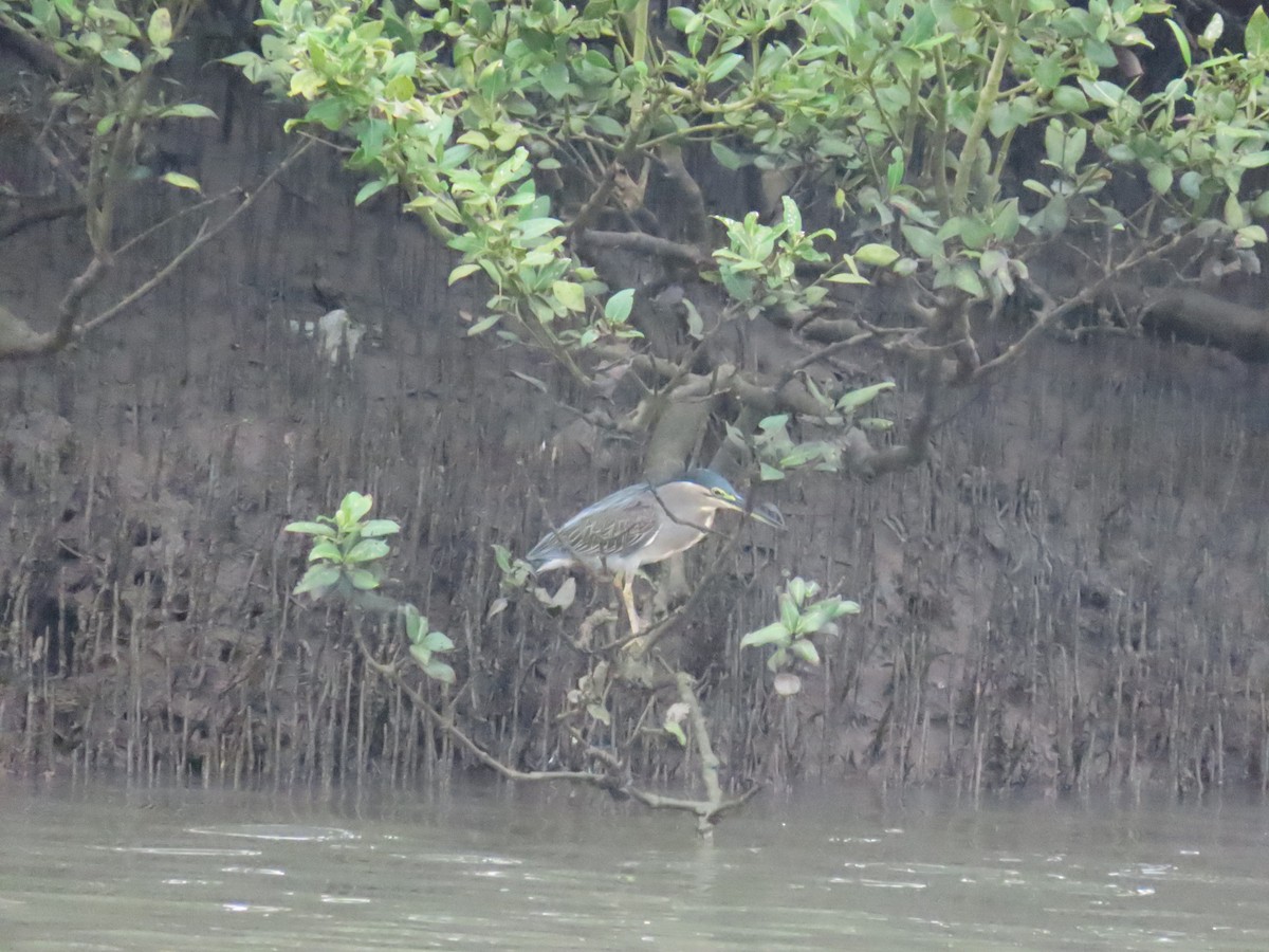 Striated Heron - ML624150229