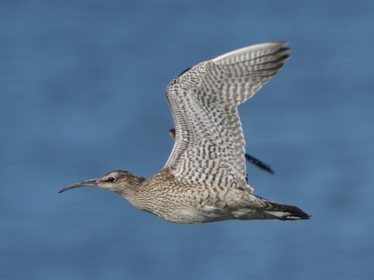 Whimbrel - Hikawa Takeshi