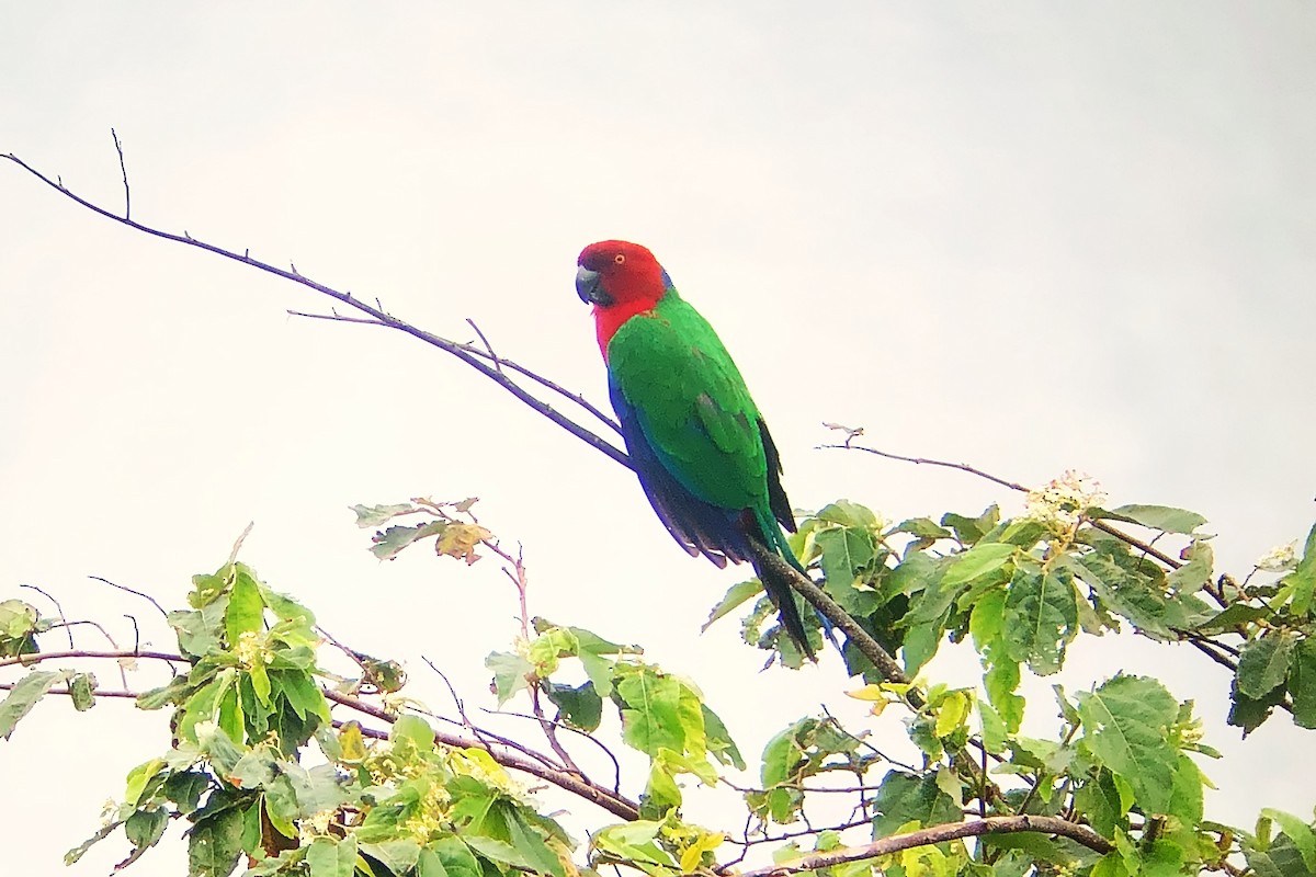 Crimson Shining-Parrot - ML624150231