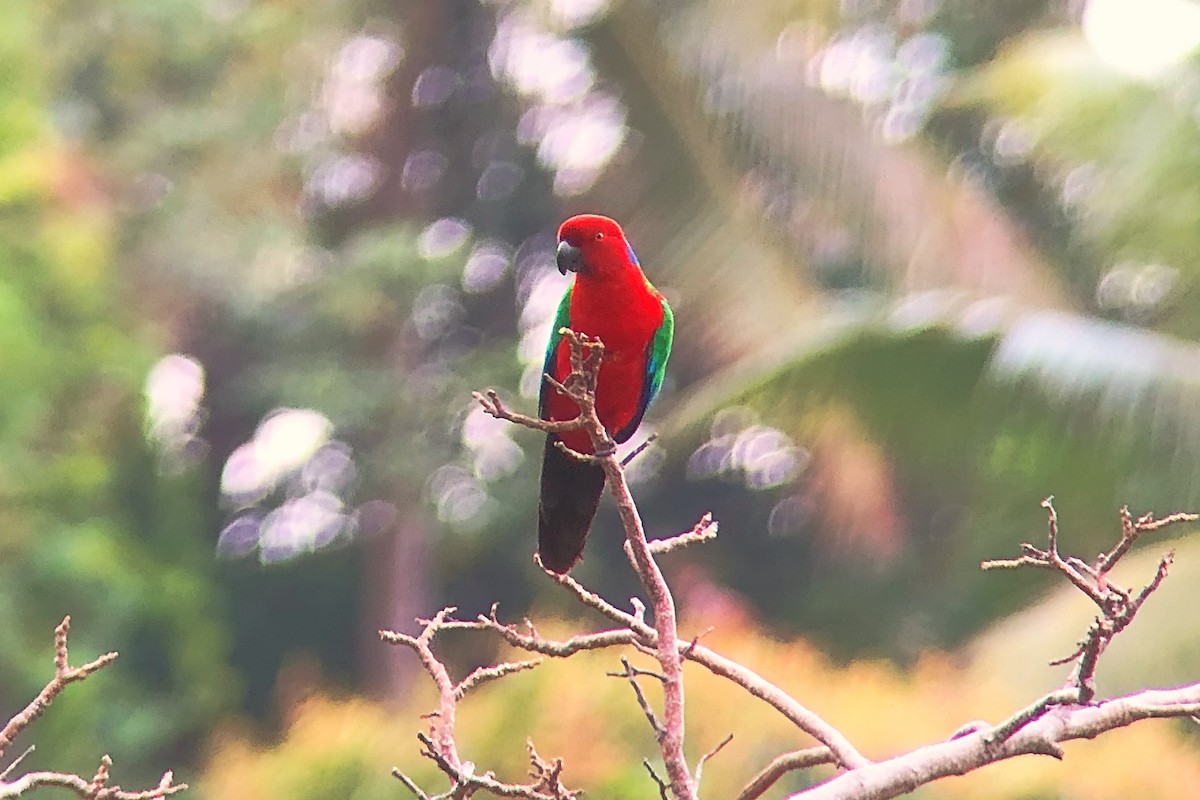 Crimson Shining-Parrot - ML624150232