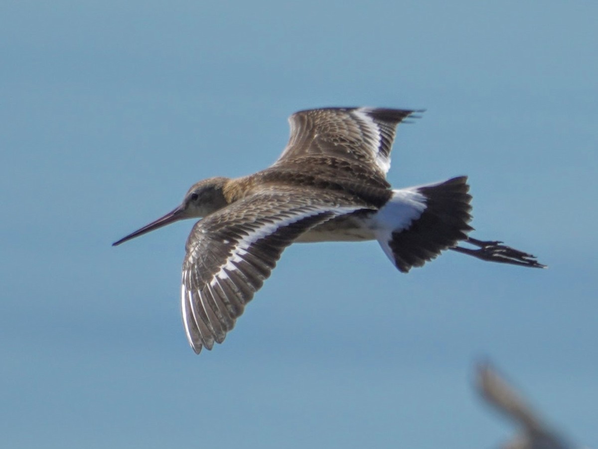 Black-tailed Godwit - Hikawa Takeshi