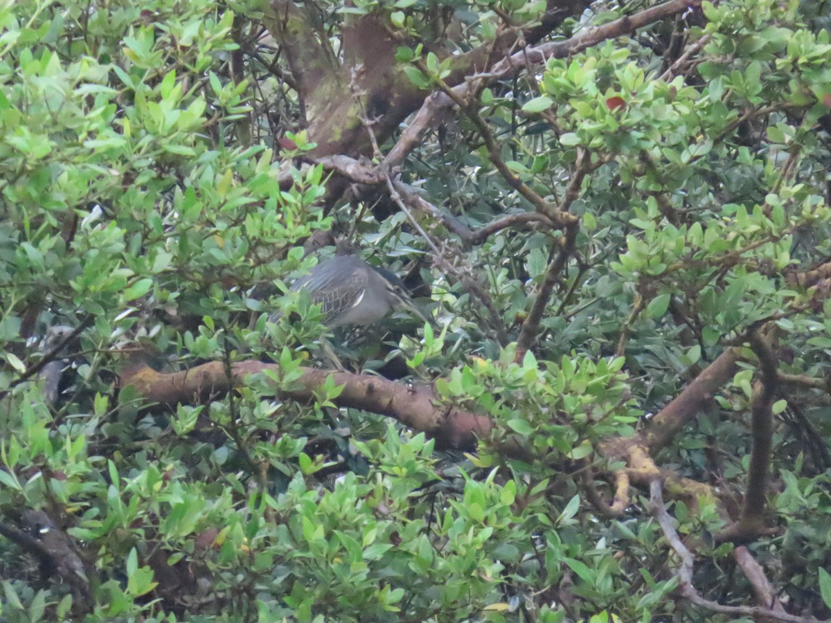 Striated Heron - ML624150244