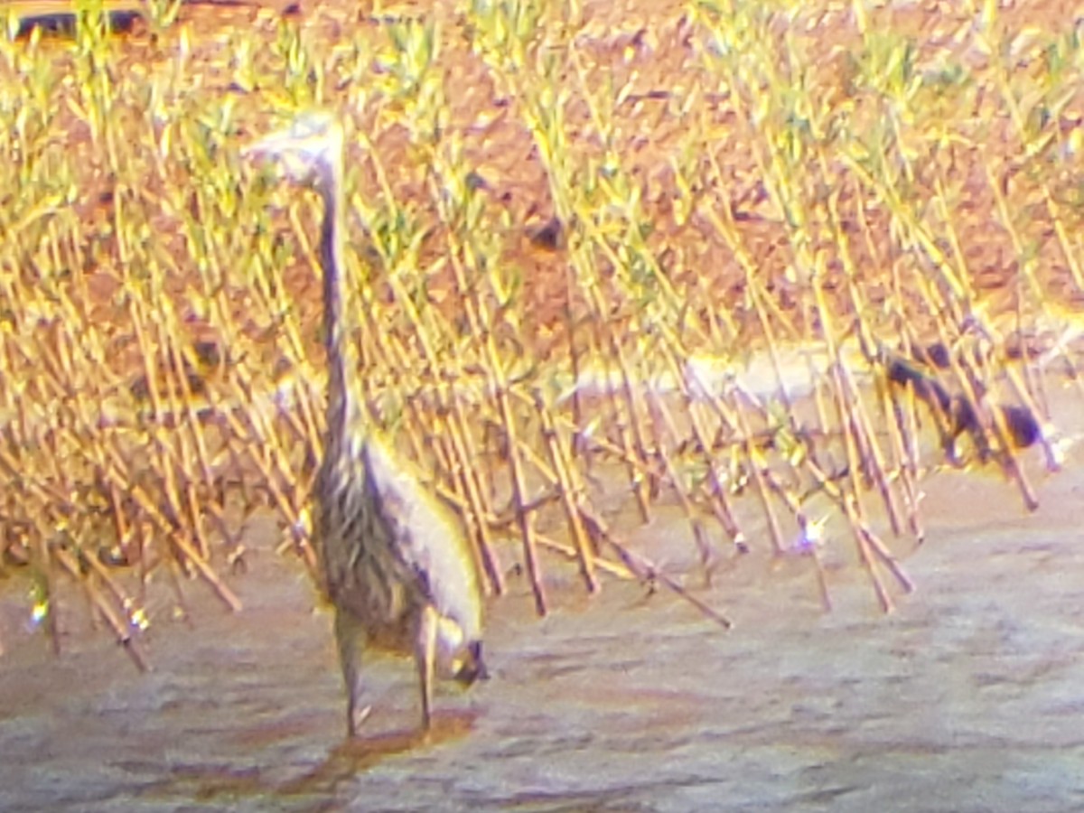 Great Blue Heron - ML624150257