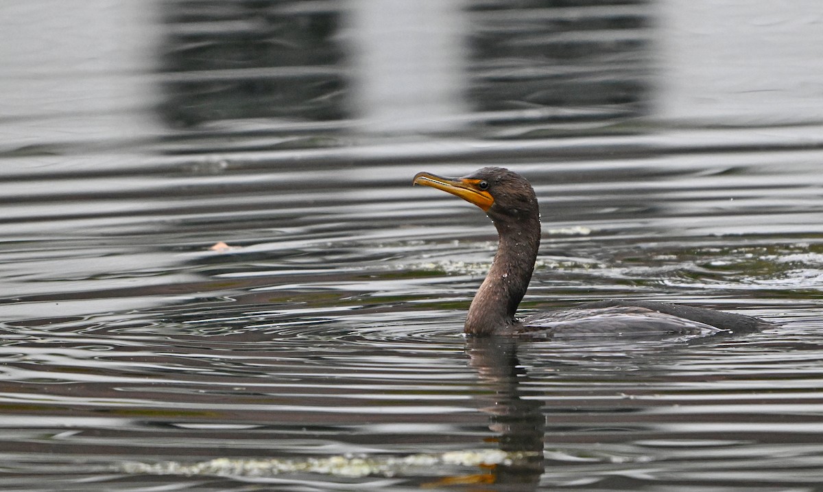 Cormoran à aigrettes - ML624150258