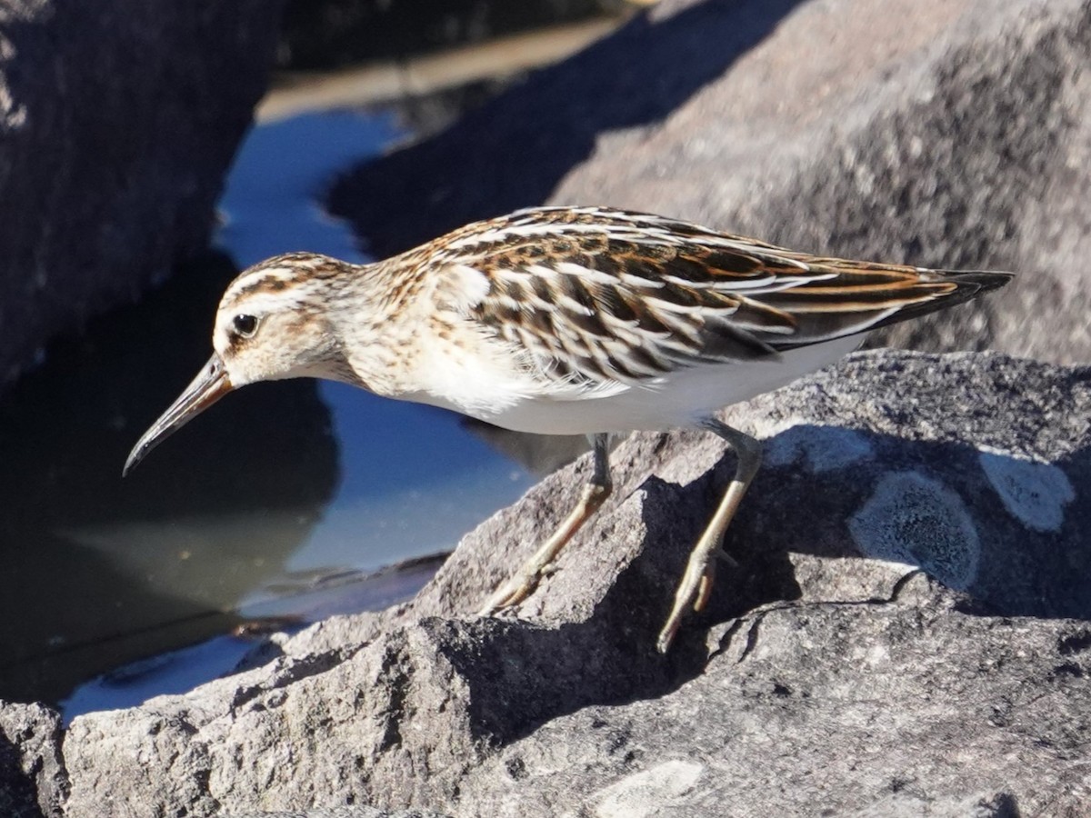 Broad-billed Sandpiper - ML624150259