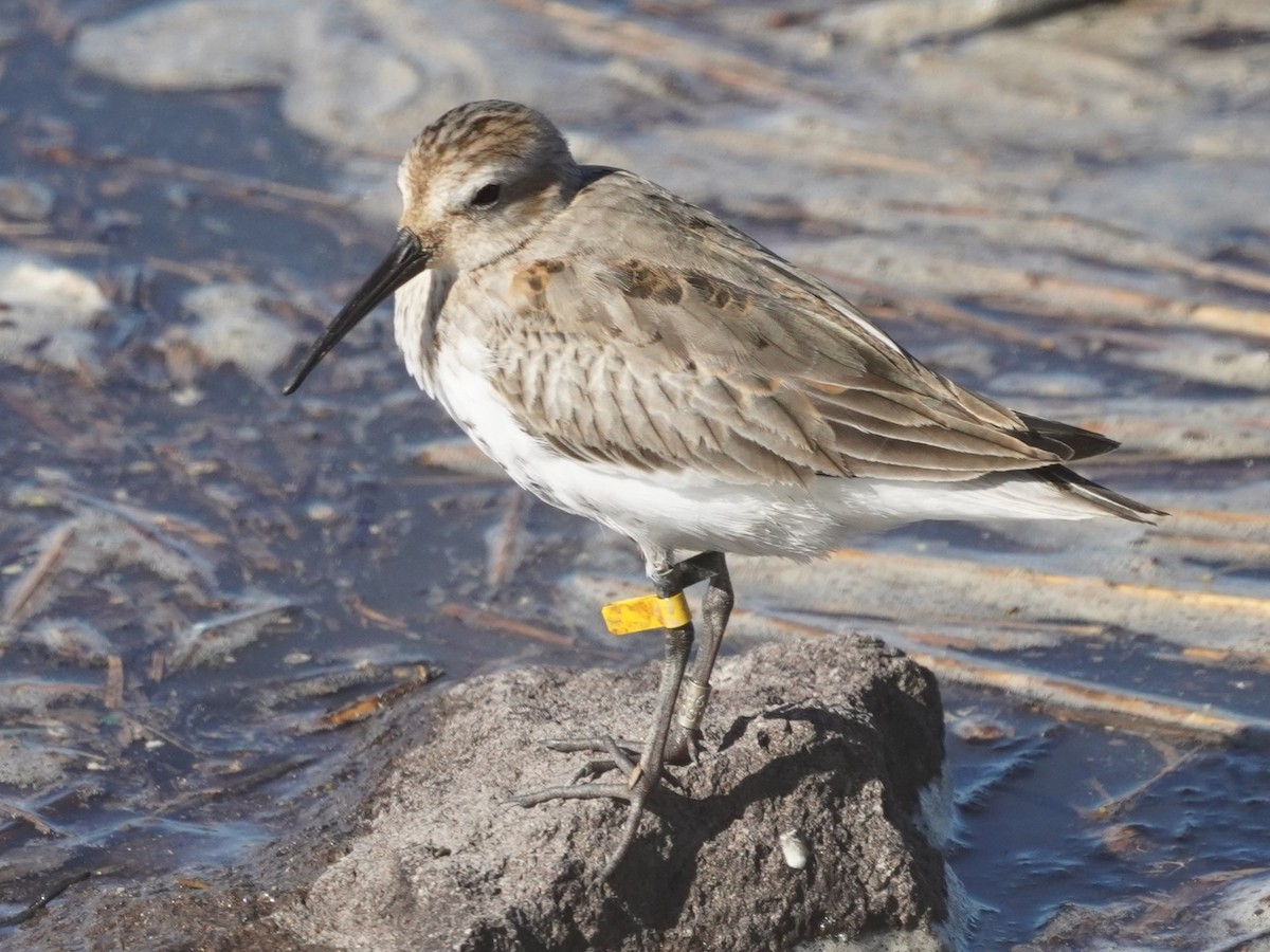 Alpenstrandläufer - ML624150260