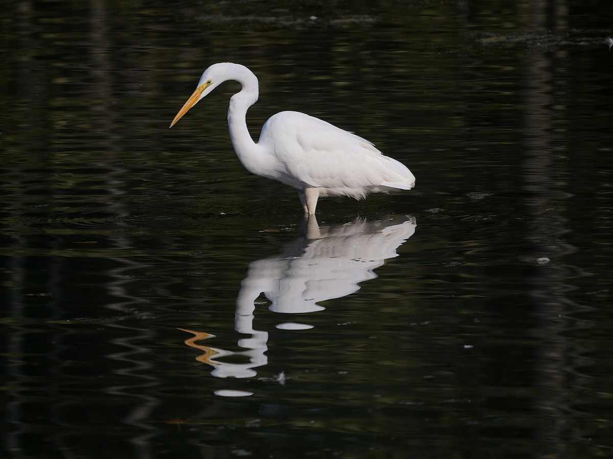 Great Egret - ML624150261