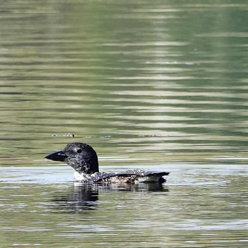 Common Loon - ML624150263