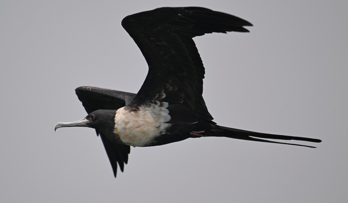 Lesser Frigatebird (Lesser) - ML624150264