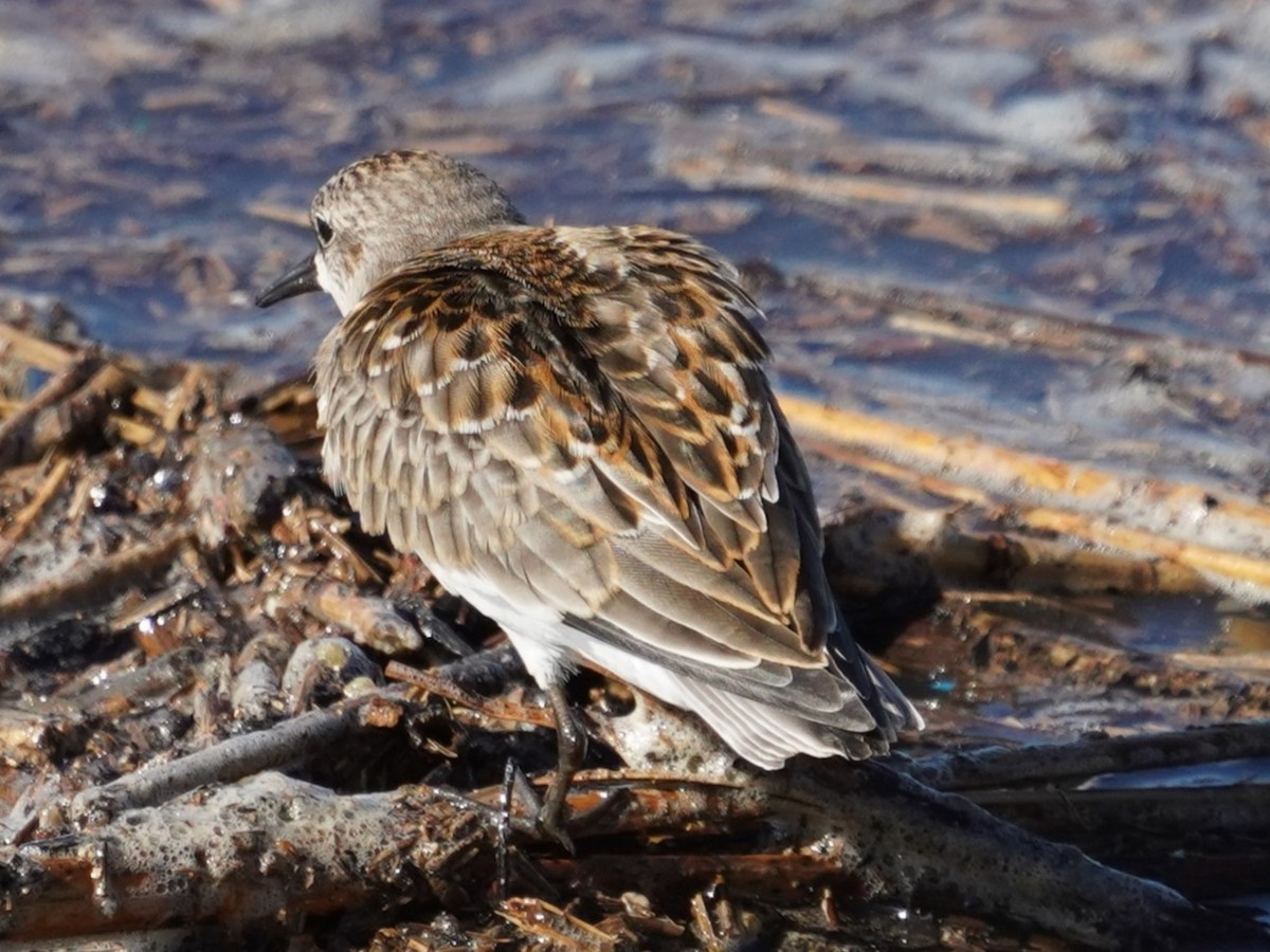 rødstrupesnipe - ML624150265