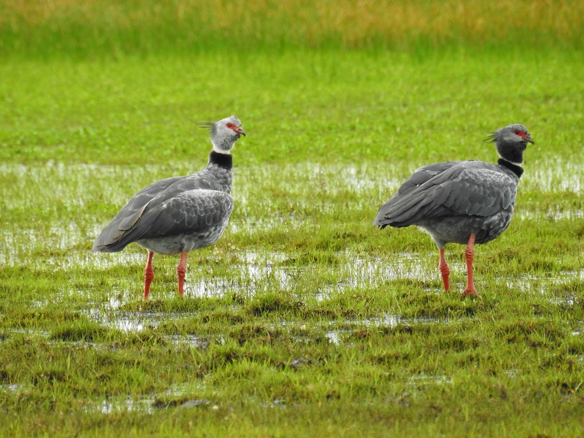 Southern Screamer - ML624150266