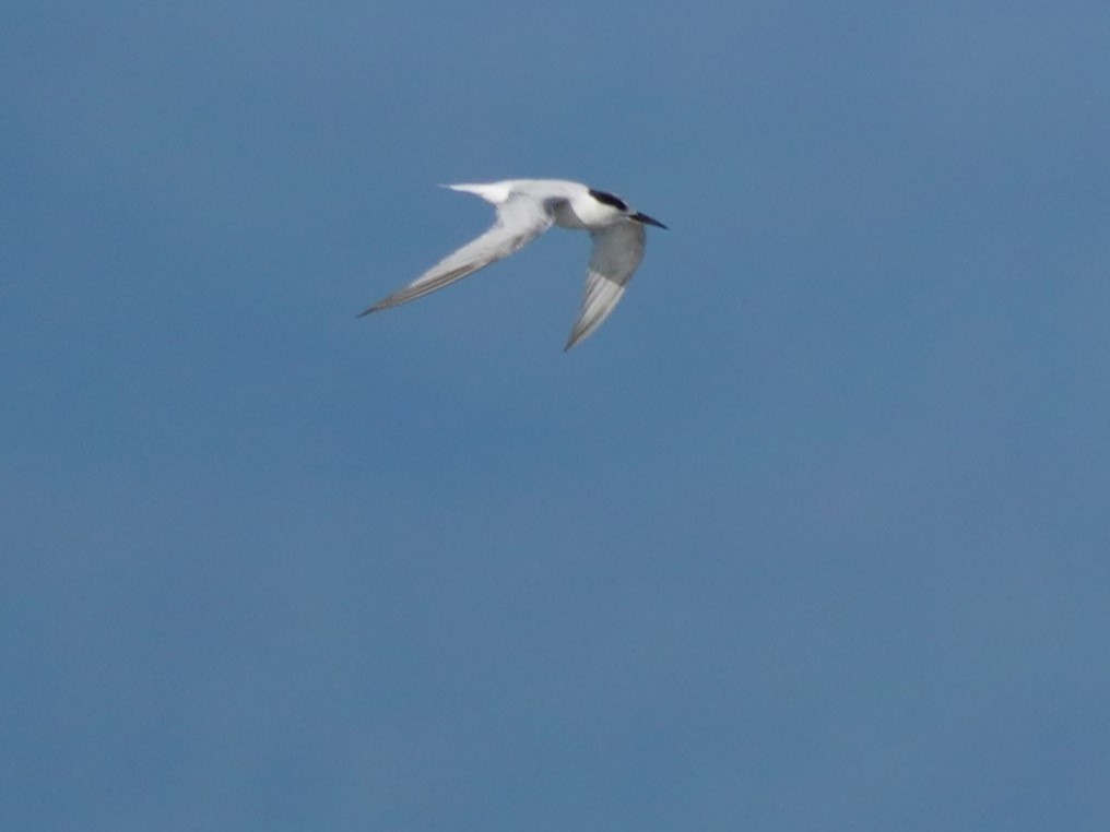 Common Tern - ML624150268