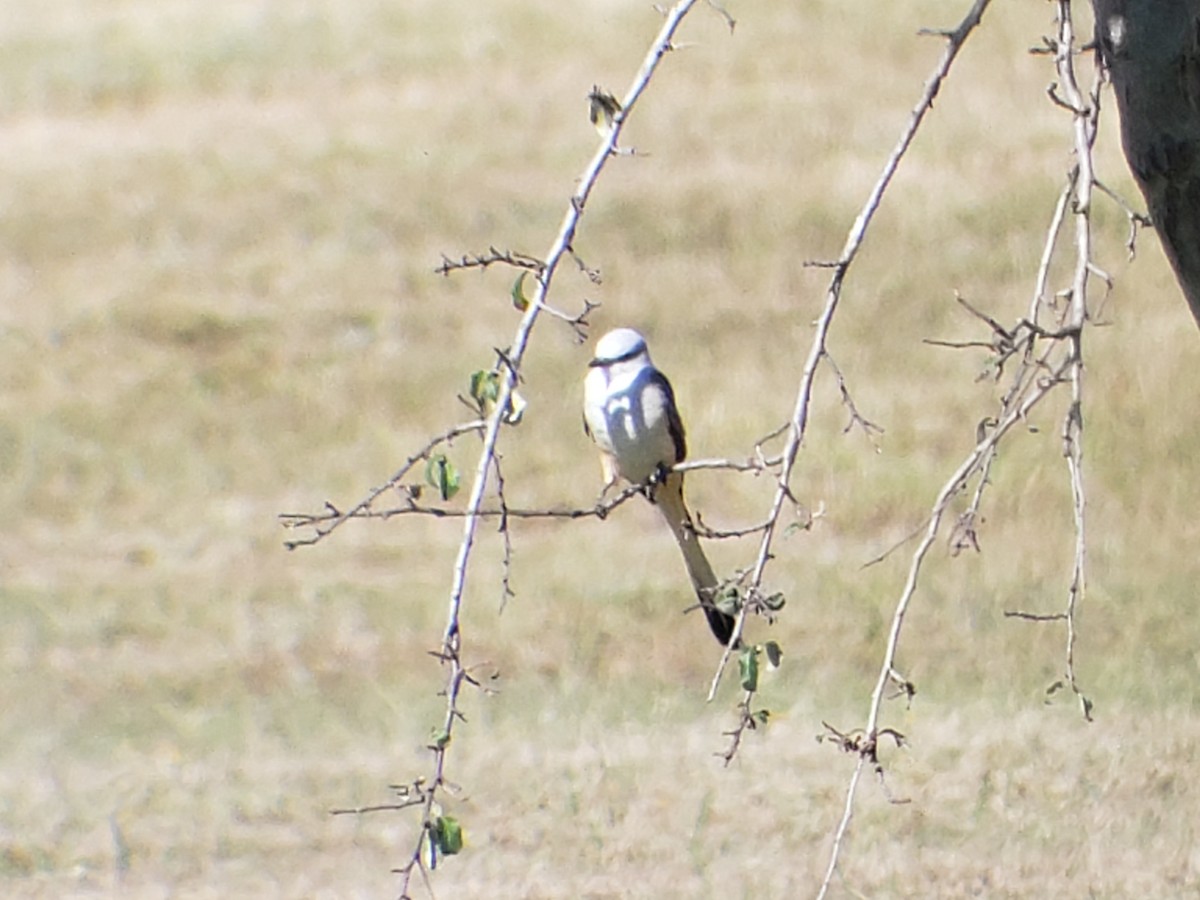 Scissor-tailed Flycatcher - ML624150269