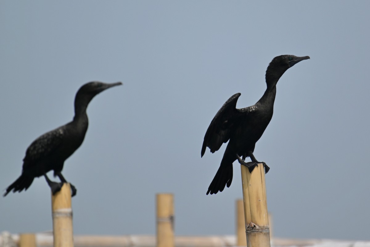 Little Black Cormorant - ML624150272