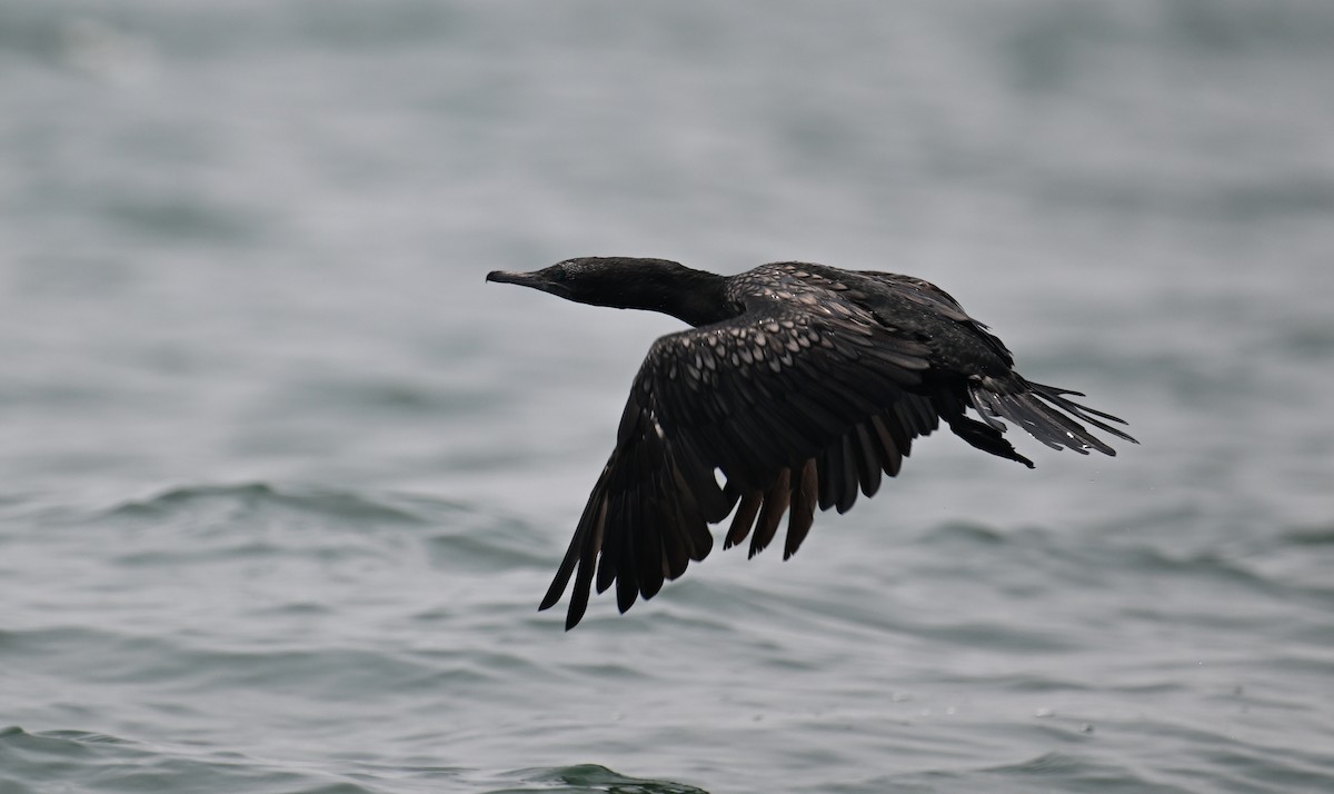 Cormorán Totinegro - ML624150273