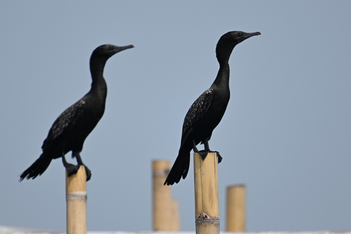 Little Black Cormorant - Ting-Wei (廷維) HUNG (洪)