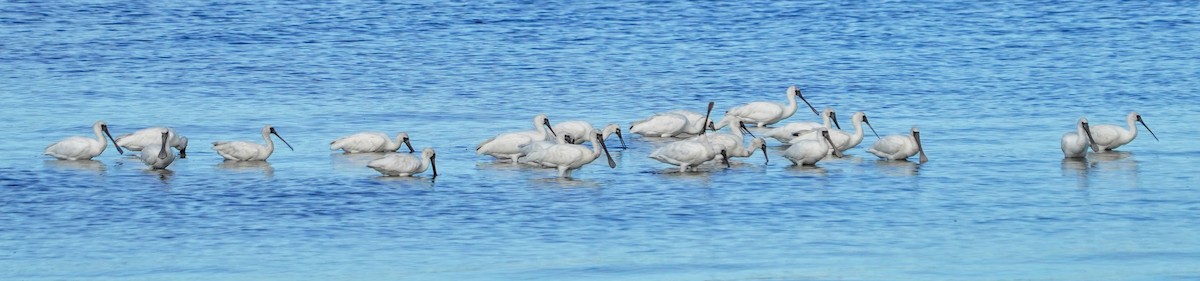 Black-faced Spoonbill - ML624150275