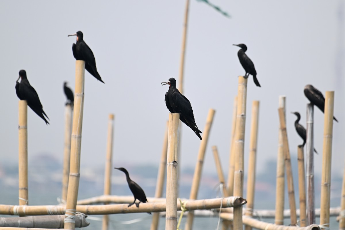 Lesser Frigatebird (Lesser) - ML624150276