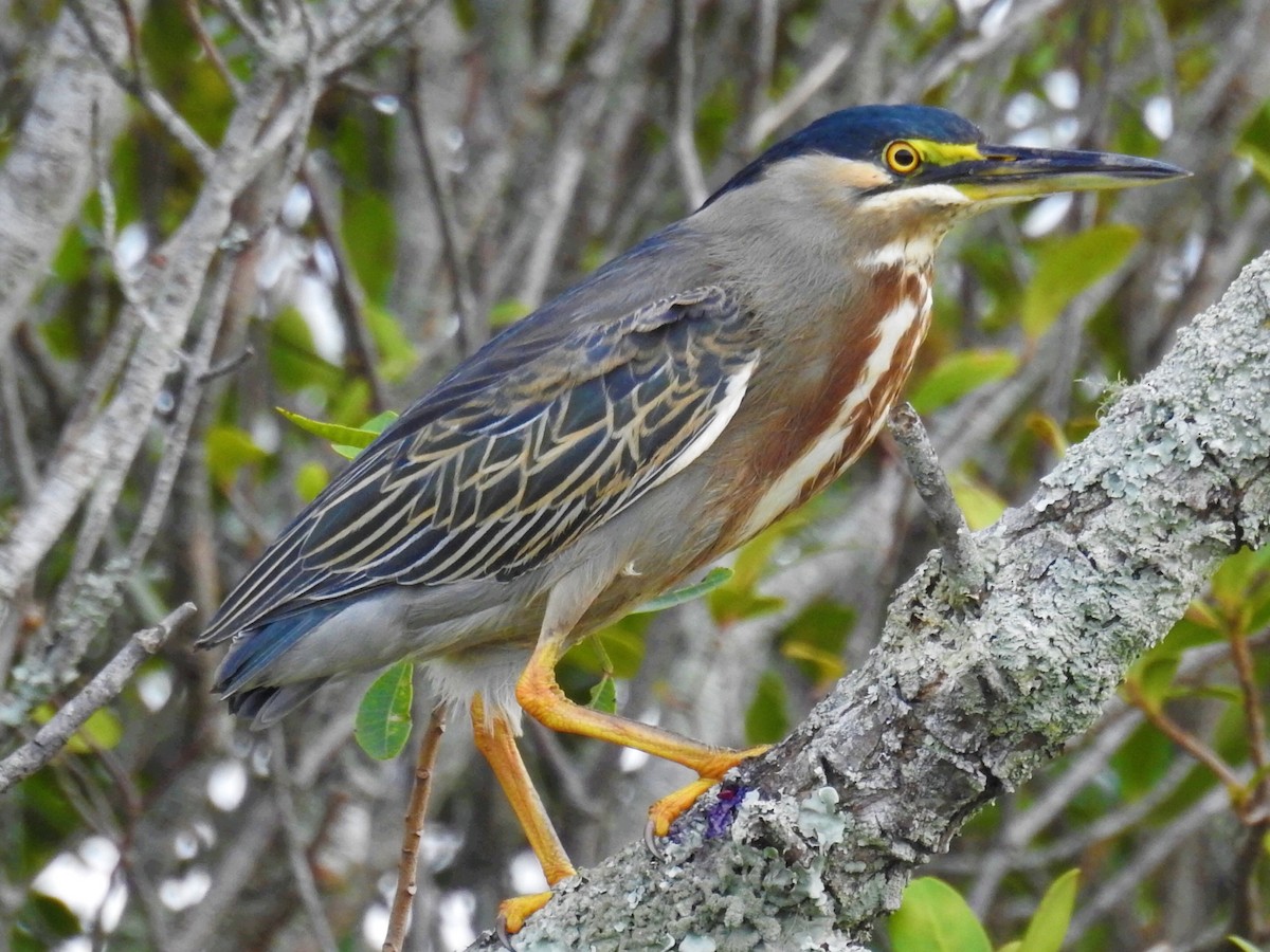 Striated Heron - ML624150277