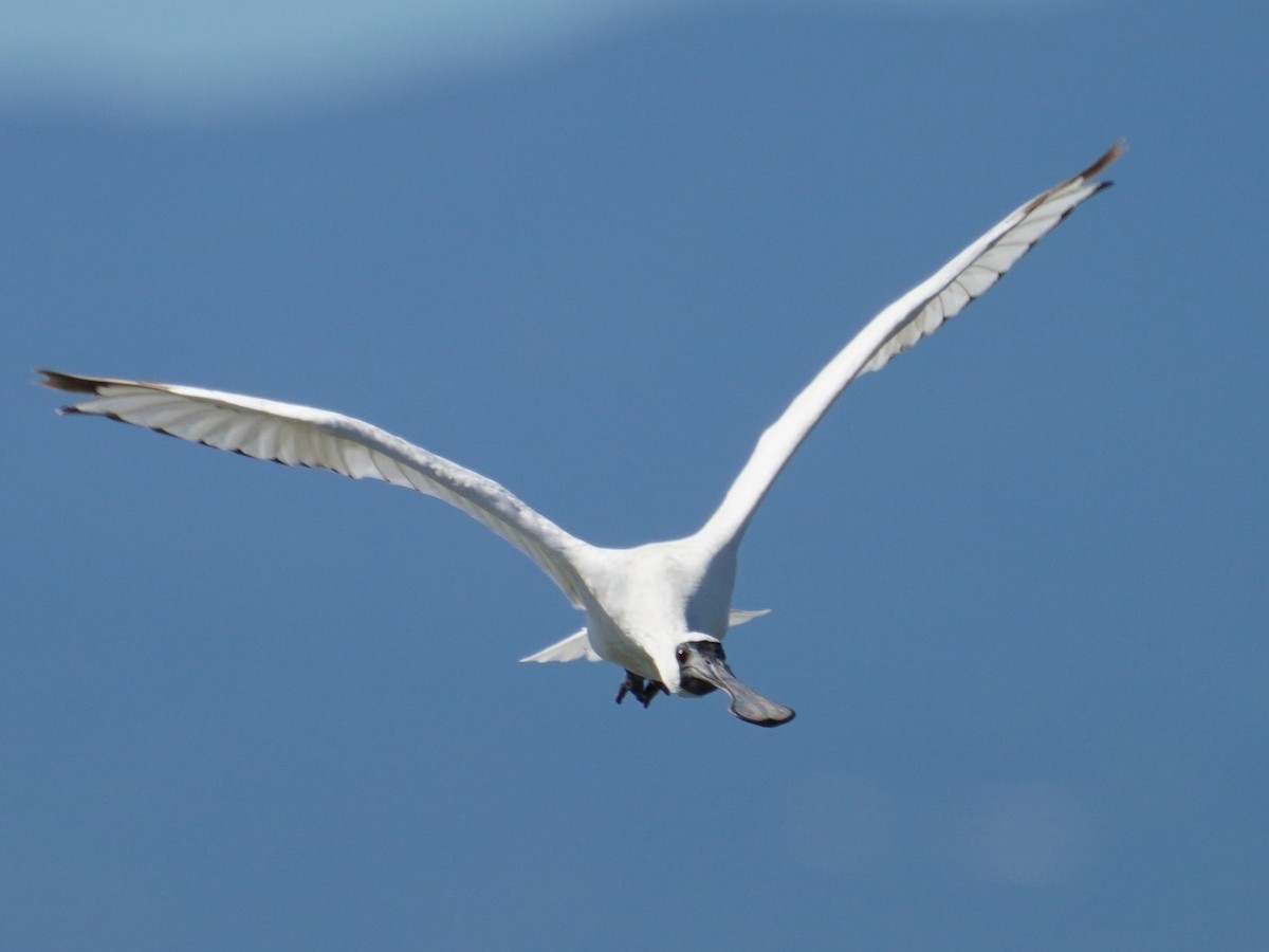 Black-faced Spoonbill - ML624150278