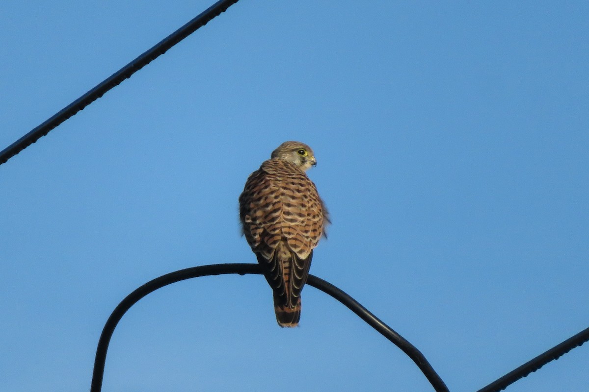 Eurasian Kestrel - ML624150280