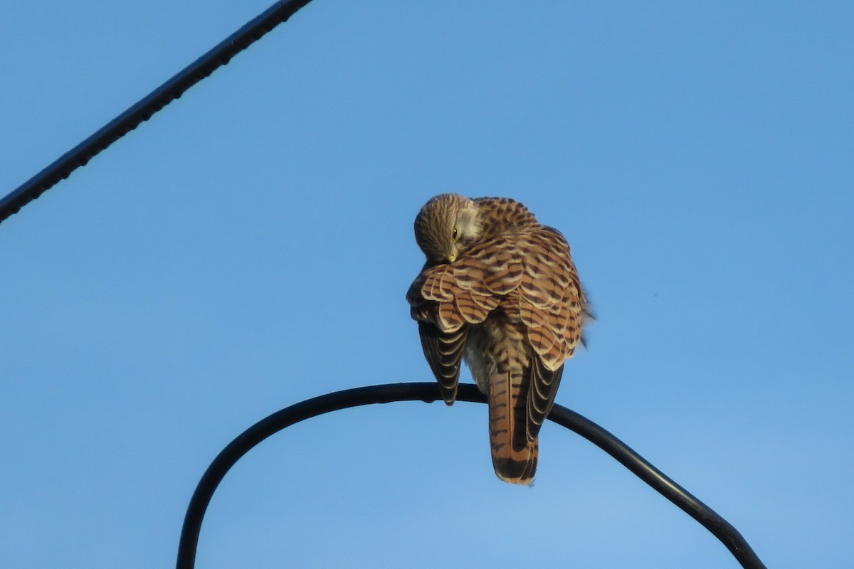 Eurasian Kestrel - ML624150281