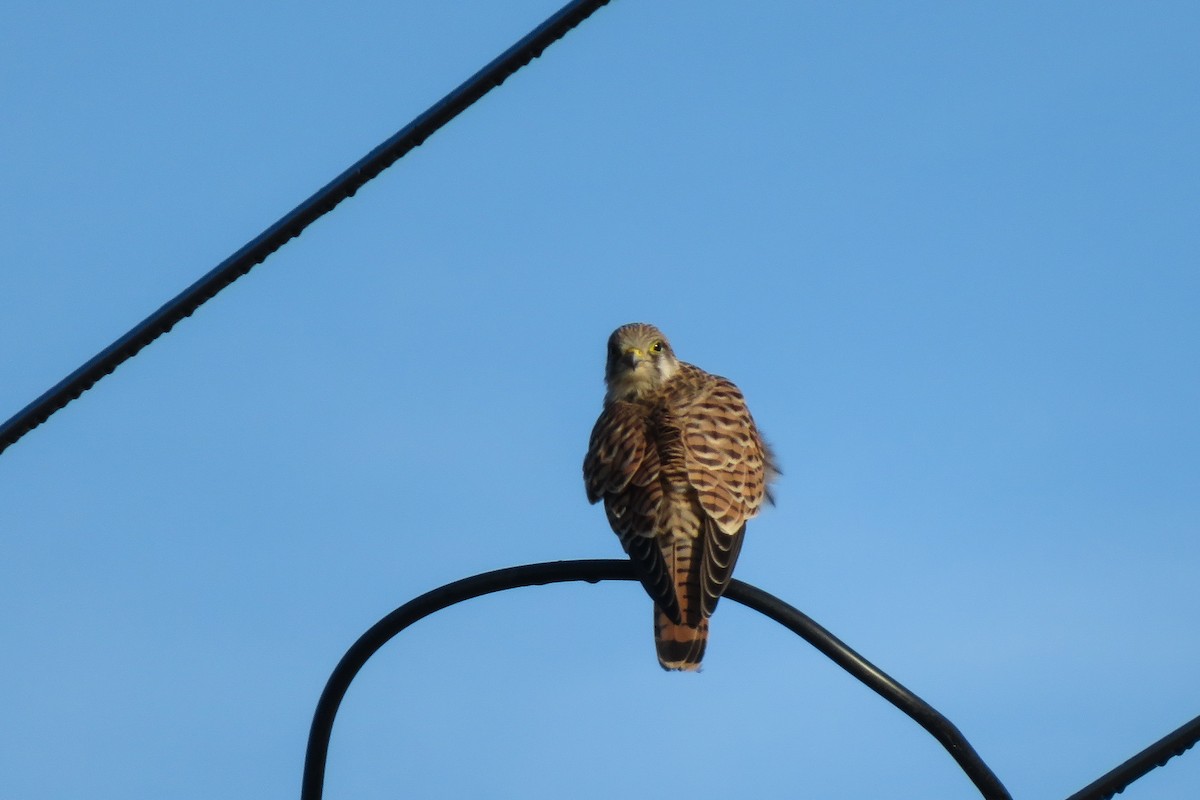 Eurasian Kestrel - ML624150282