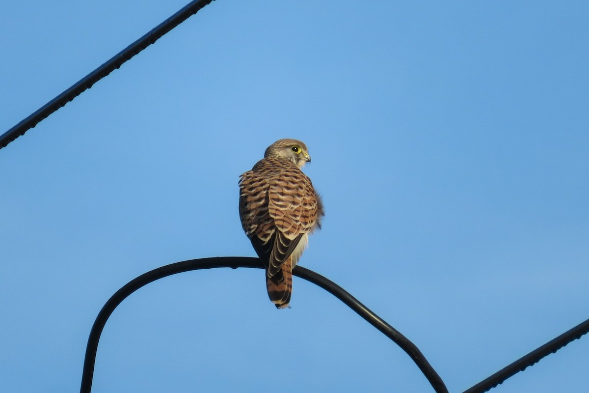 Eurasian Kestrel - ML624150283