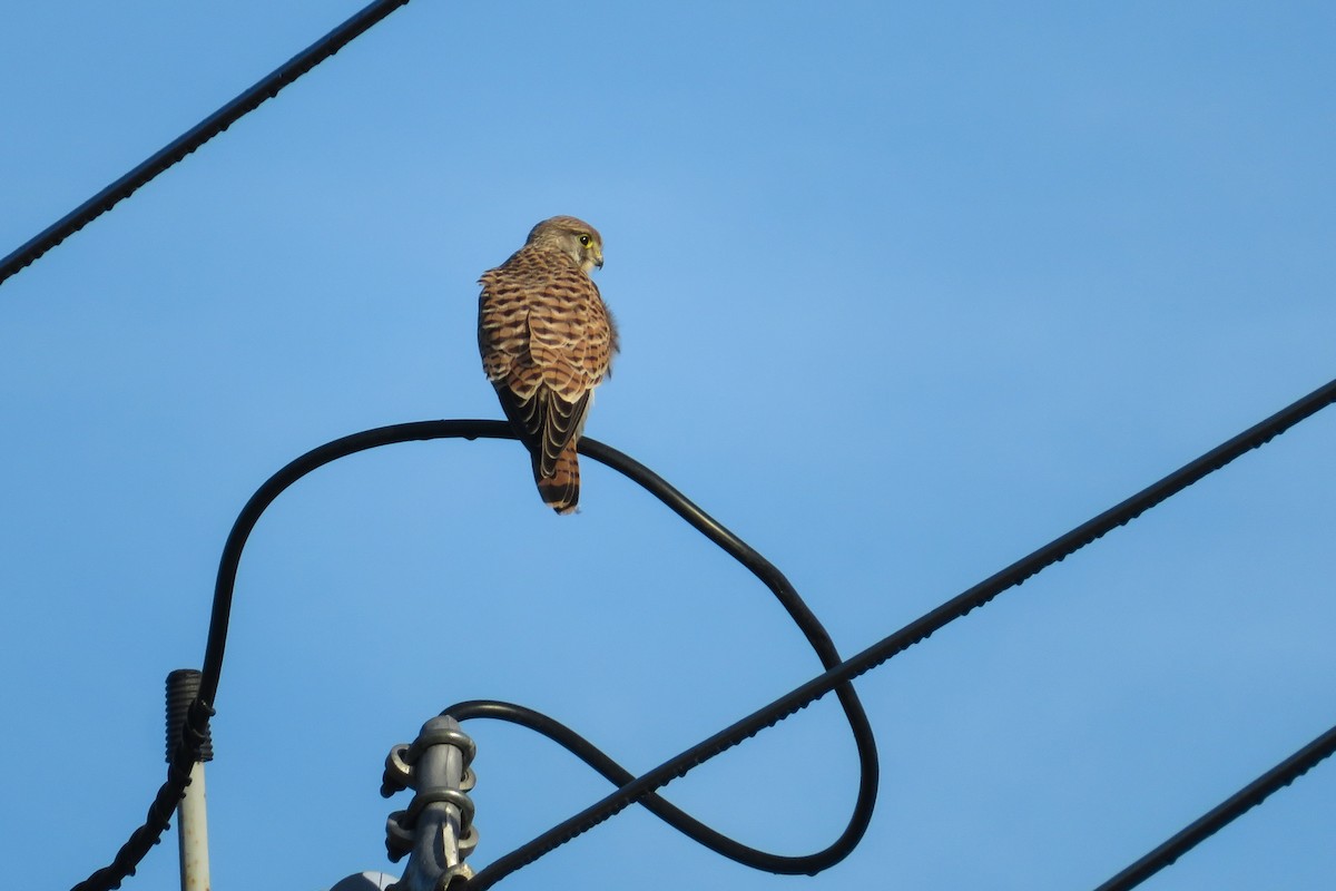 Eurasian Kestrel - ML624150284