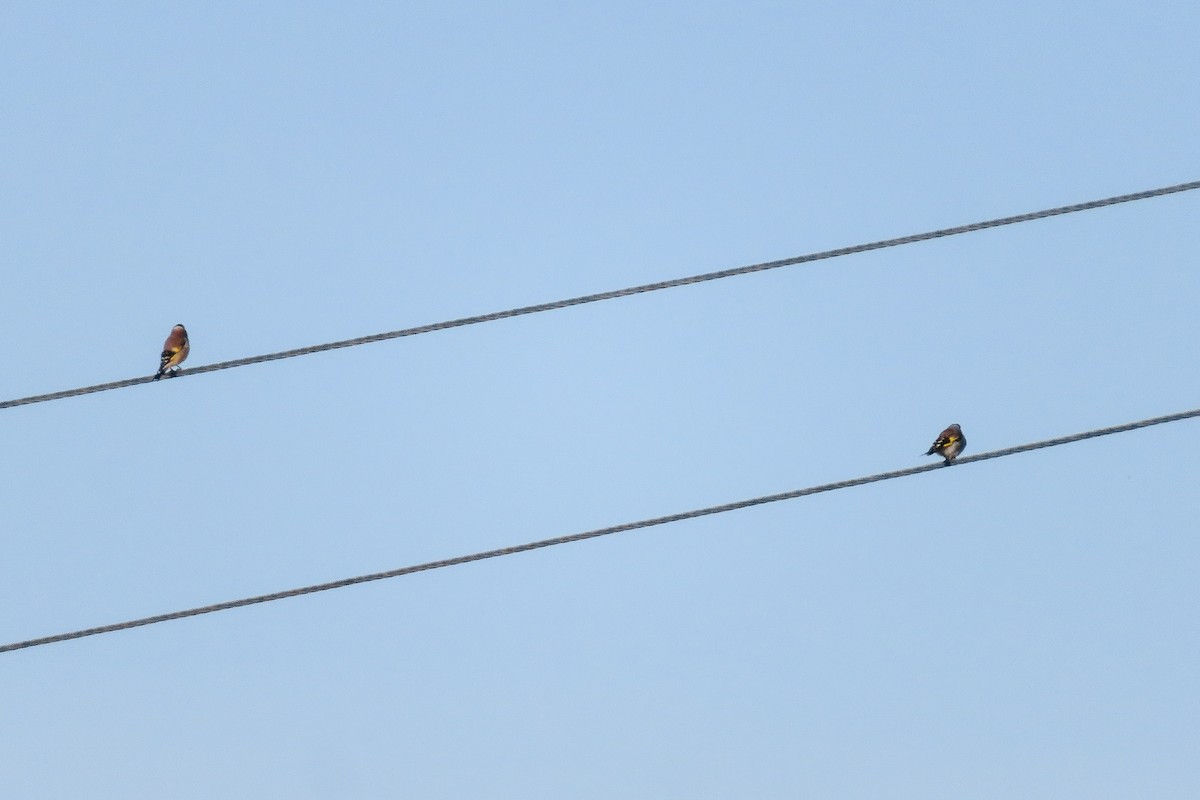 European Goldfinch - ML624150285