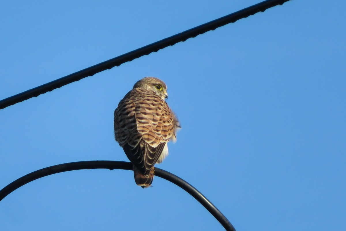 Eurasian Kestrel - ML624150286