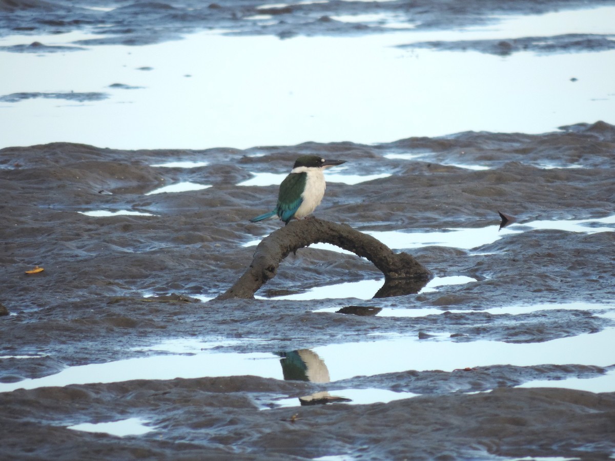 Torresian Kingfisher - Joshua Yates