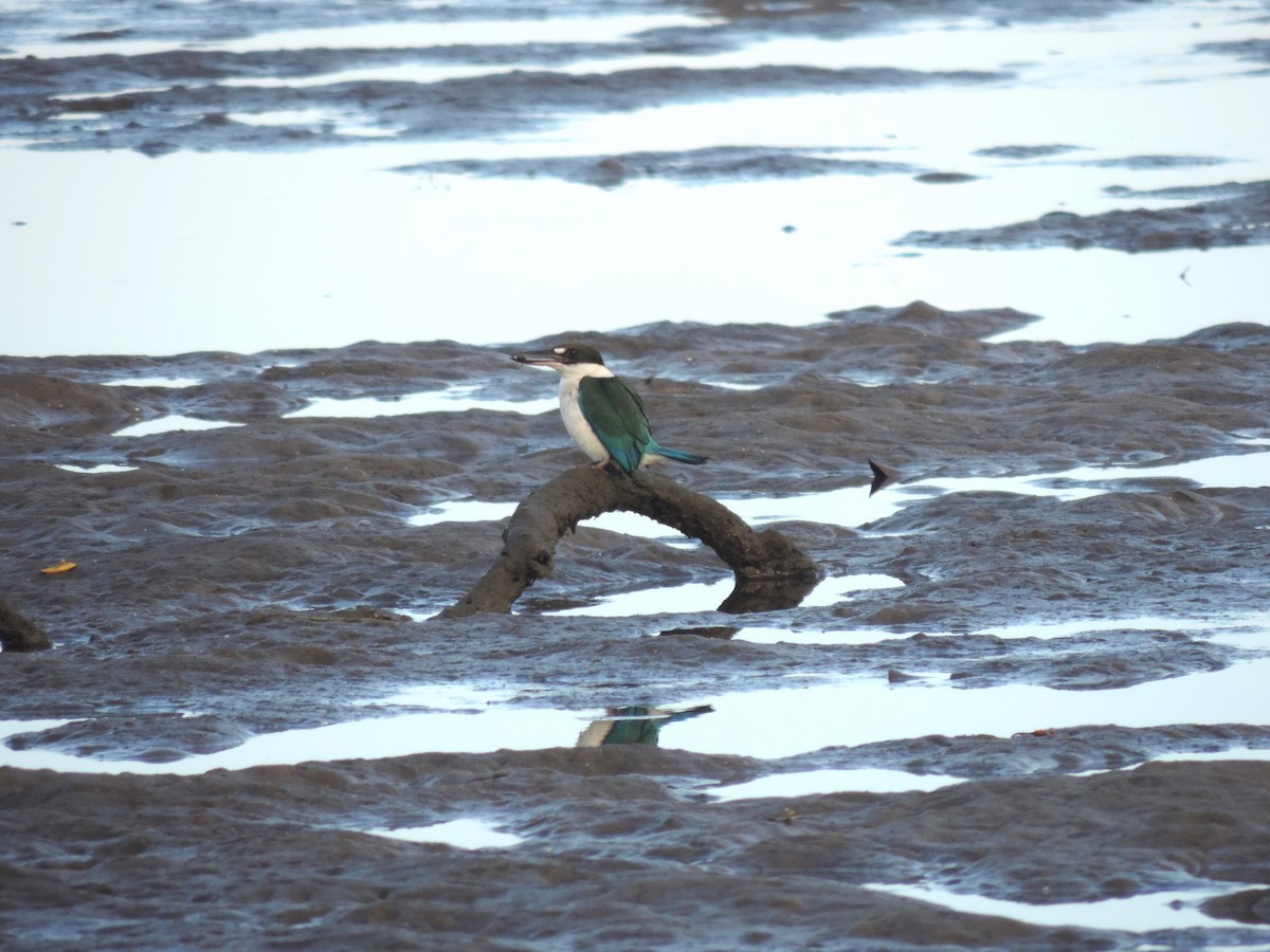 Torresian Kingfisher - ML624150288