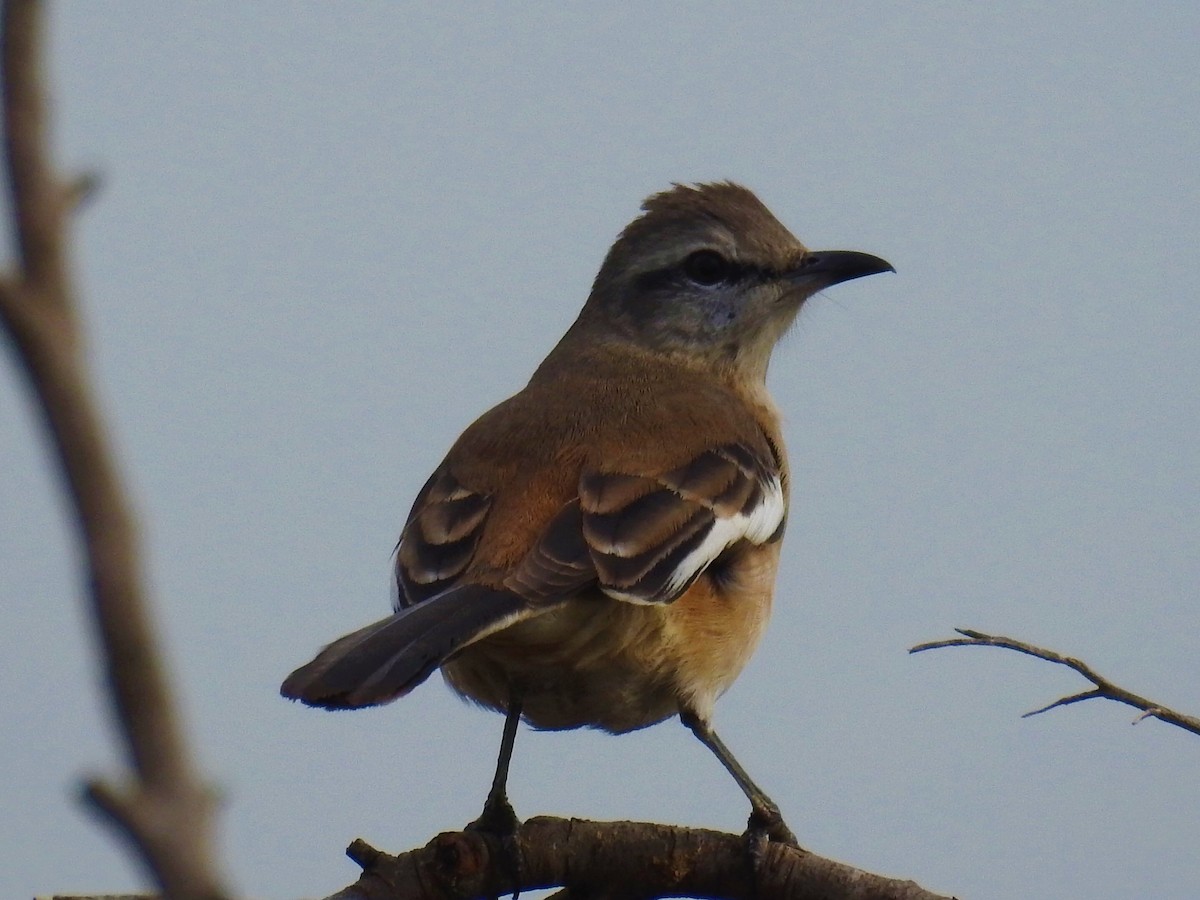 White-banded Mockingbird - ML624150290