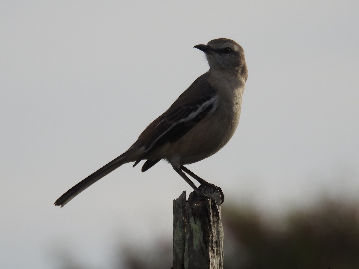 White-banded Mockingbird - João Paulo Durante