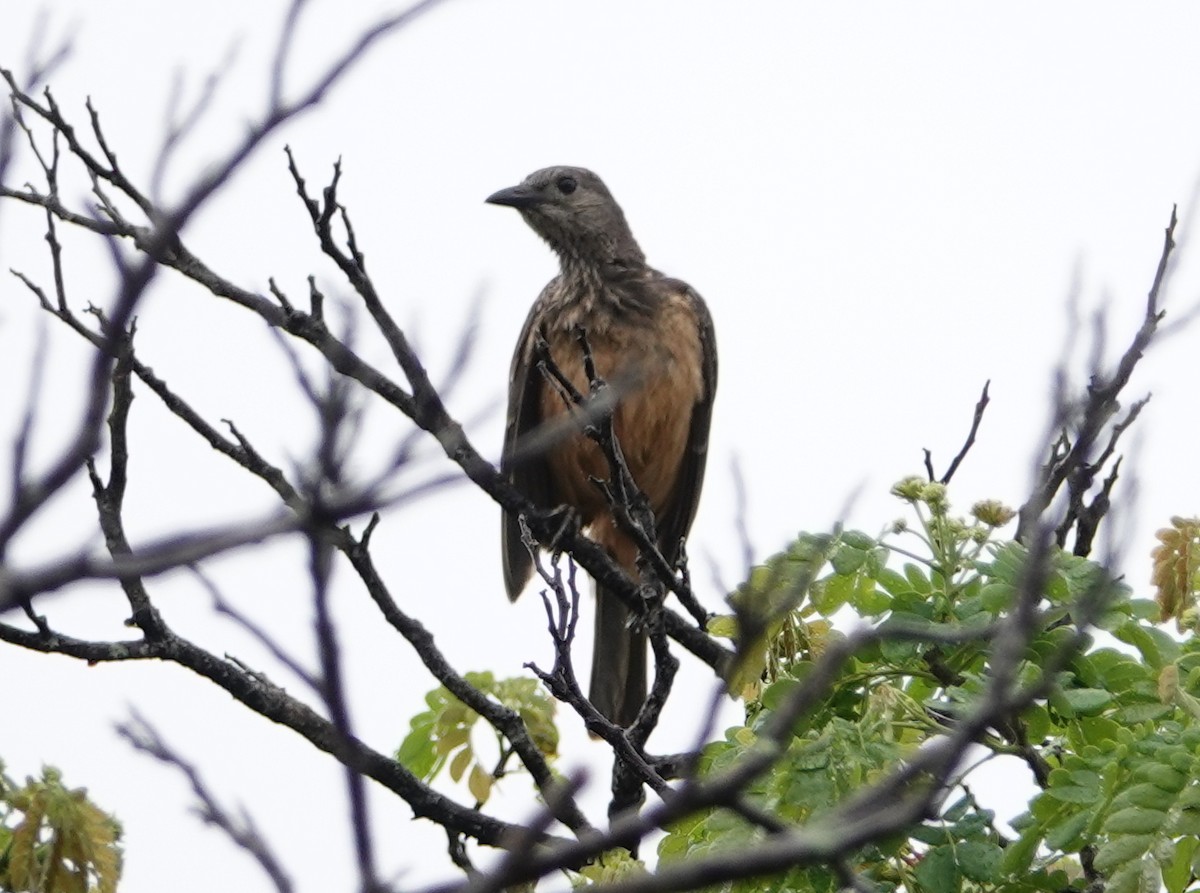 Fawn-breasted Bowerbird - ML624150292