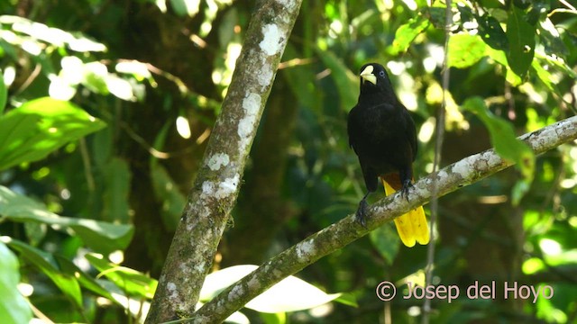 Crested Oropendola - ML624150300