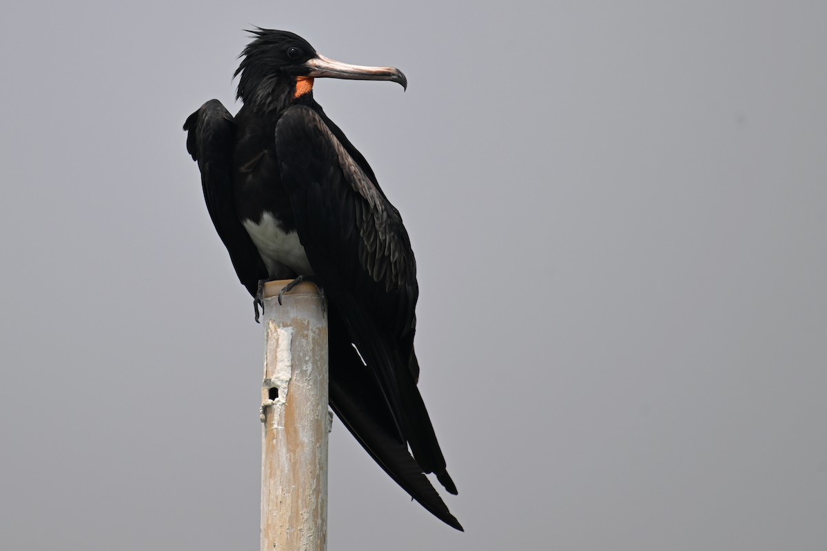 Christmas Island Frigatebird - ML624150304