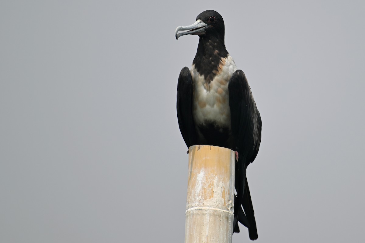 Lesser Frigatebird (Lesser) - ML624150308