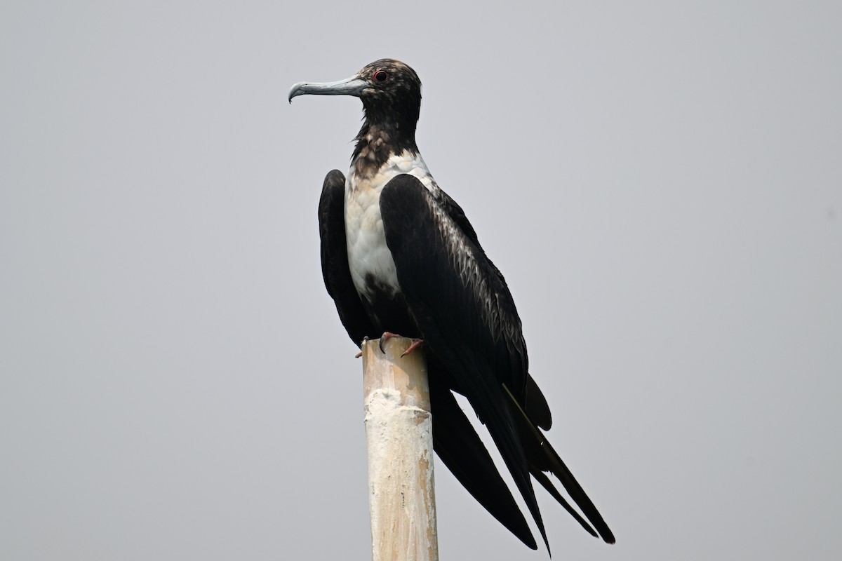 Lesser Frigatebird (Lesser) - ML624150309