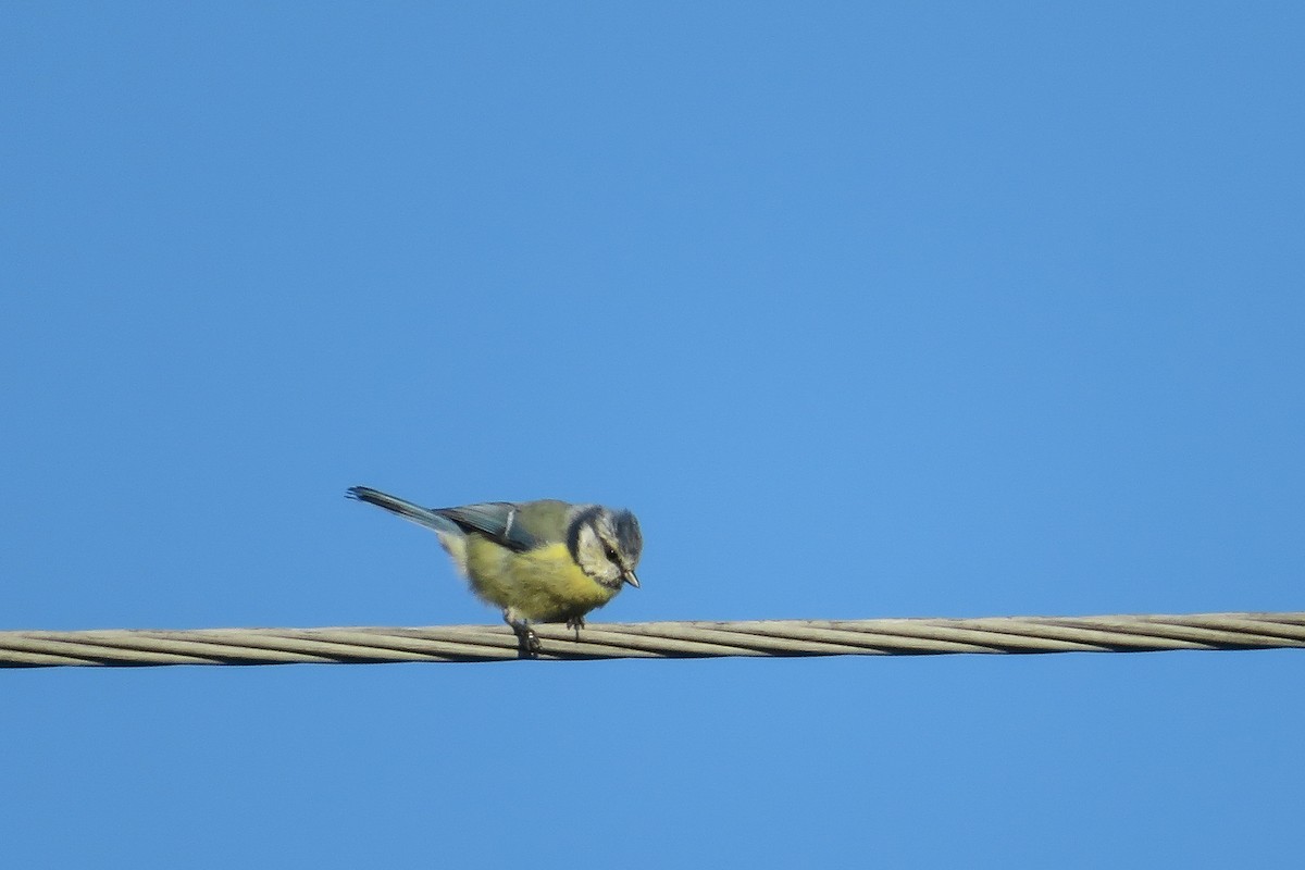 Eurasian Blue Tit - ML624150310