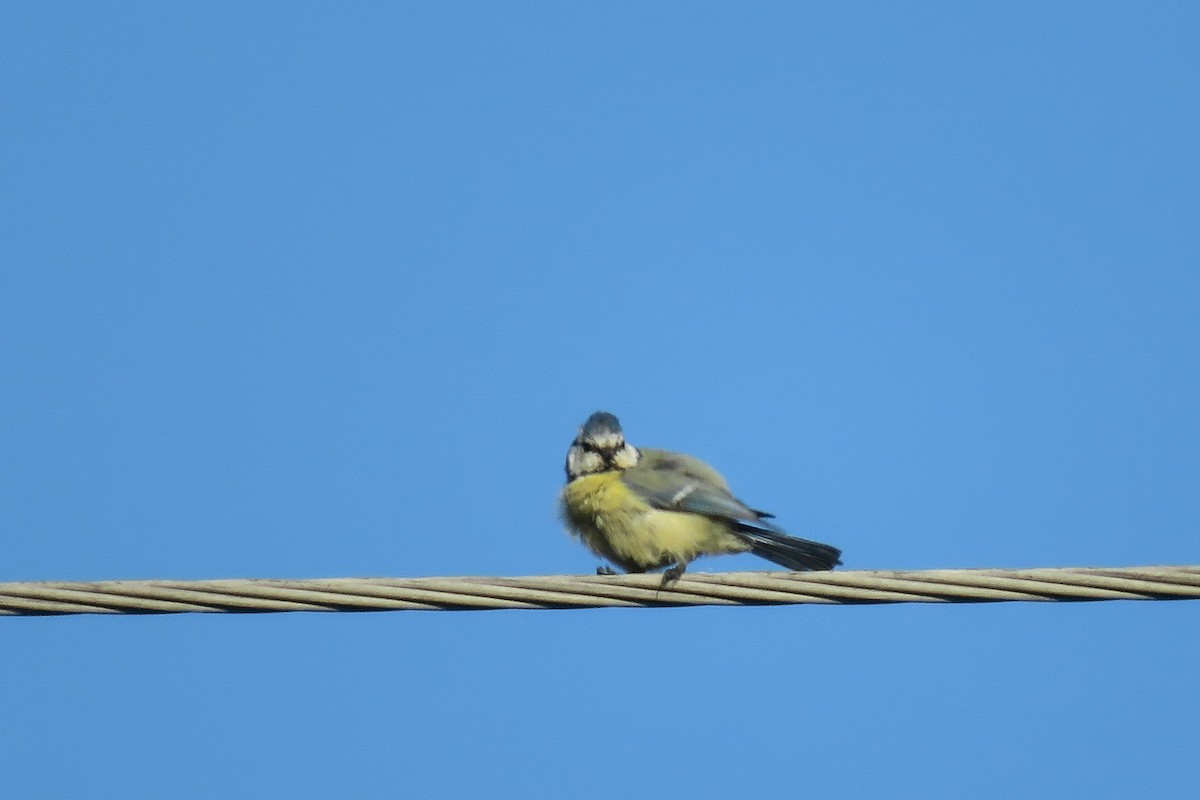 Eurasian Blue Tit - ML624150311